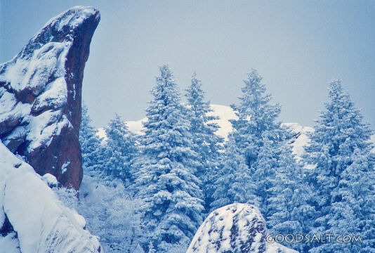 Snow Covered Trees