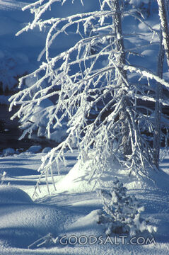 Snow on Tree Branches