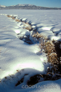 Snowy Field