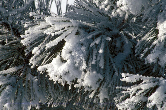 Snowy Pine Branch