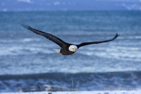 Soaring Bald Eagle