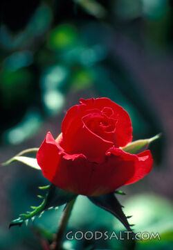 solitary red rose