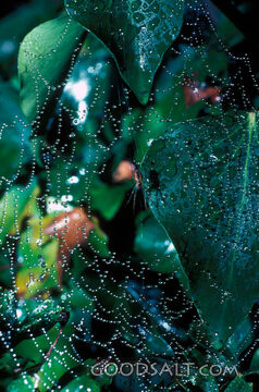 dew drops on spider web with spider