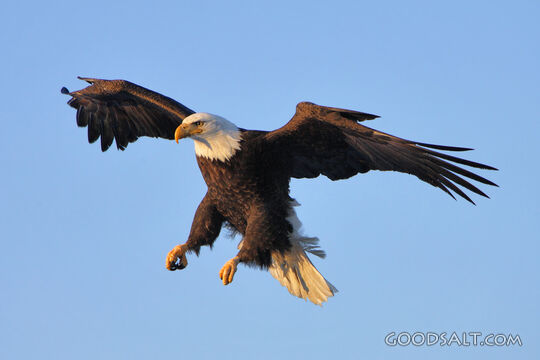 Spread Wings