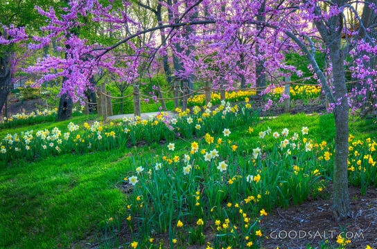 Spring Garden