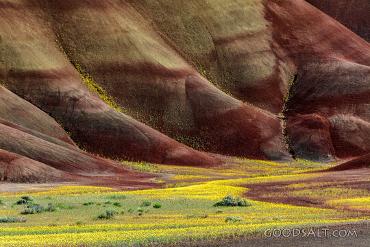 Spring in the Hills