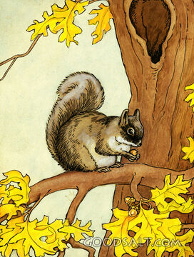 Squirrel on a Branch