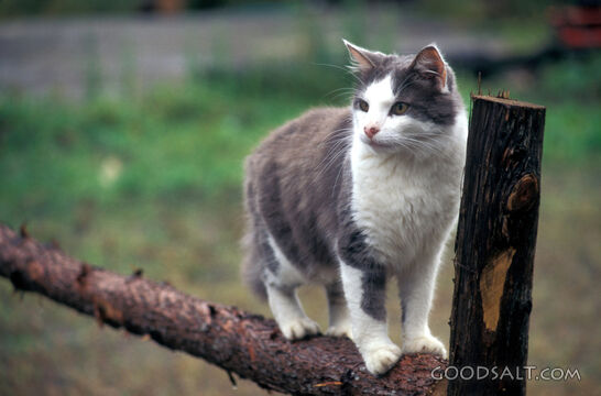 Watchful Cat on the Garden Fence