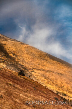 Steep grassy hillside in morning mist.