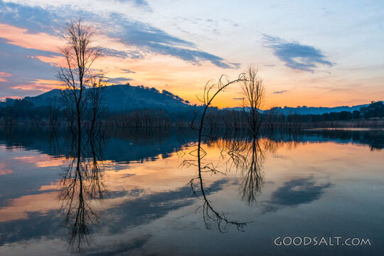 Still lake with saplings at sunset.