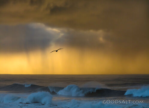 Storm Chaser