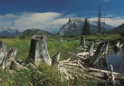 Stumps at Vermillion Lakes and Mount Rundle