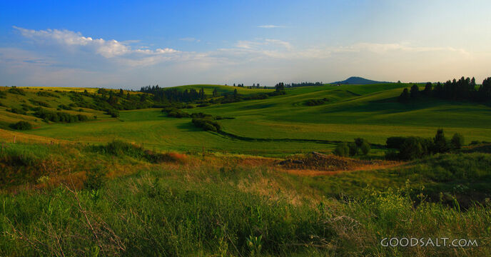 Summer pastures in late afternoon sun.