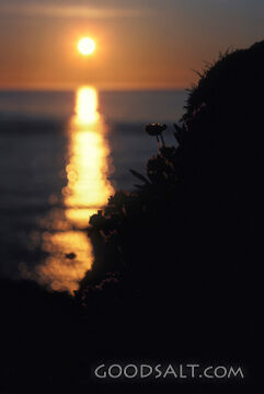 ocean sunset