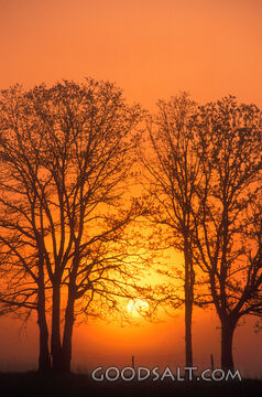 Sun Setting between Two Trees