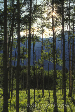Sun Through the Trees