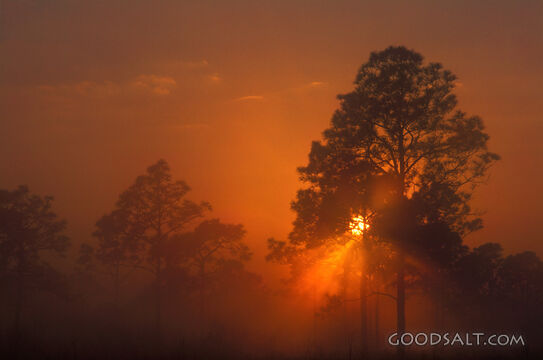 Sunlight Shining Through the Trees