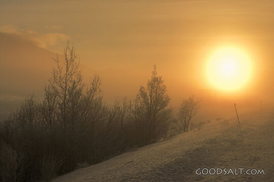 Sunrise over Trees