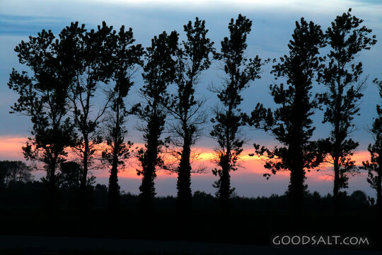 Sunset and Trees
