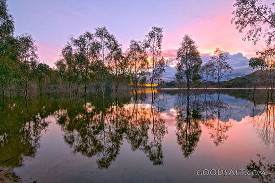 Sunset reflection of silohuetted trees in lake.