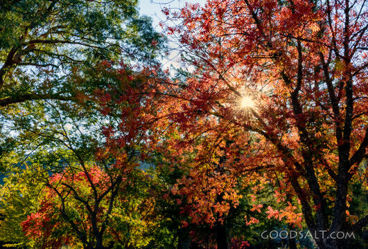 Sunstar Through the Trees