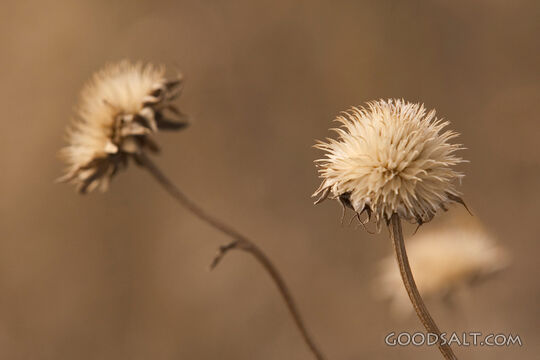 Teasle Flowers