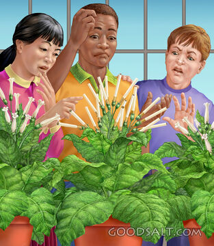 Teens With Tobacco Plants