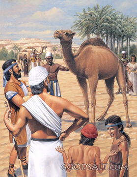 The Camel