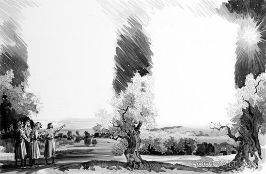 The Garden