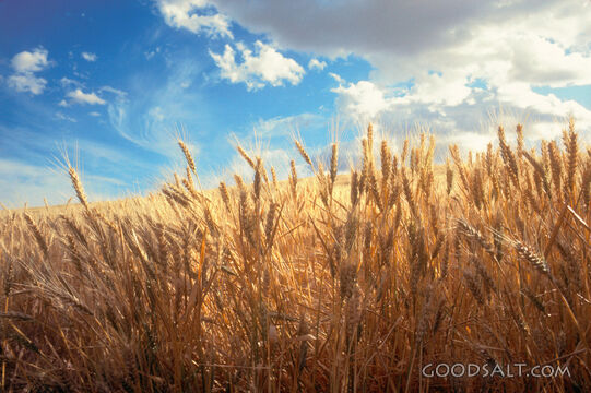 The Harvest