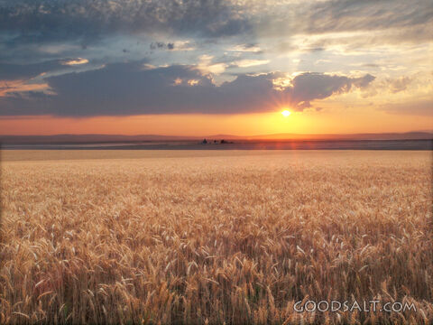 The Harvest