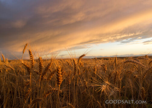 The Harvest