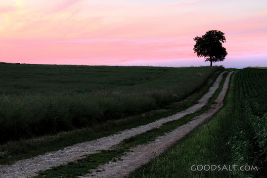 The Long Track
