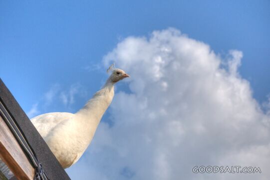 The Peacock