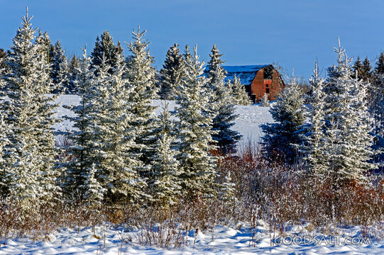 The Red Barn