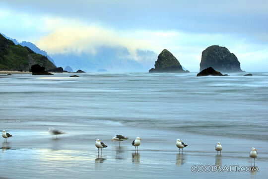 The Shore