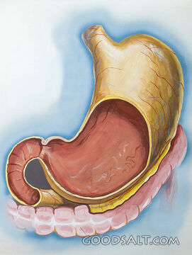 The Stomach