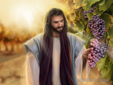 The True Vine