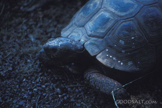 Tortoise Closeup