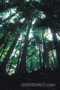 Towering Trees