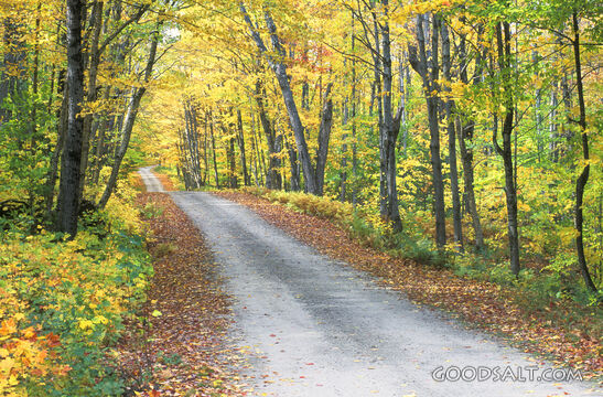 Tree Lined Road