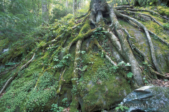 Tree Roots and Moss