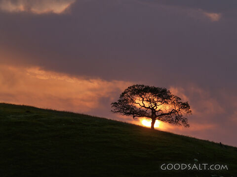 Tree Silhouette
