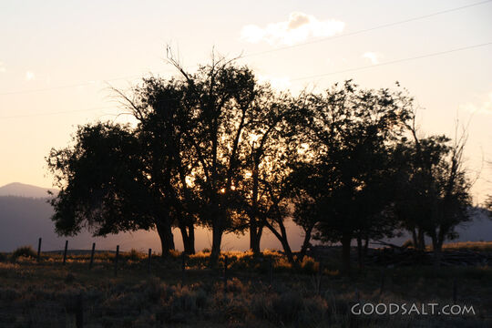 Tree Silhouette at Sunset