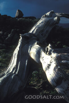 Tree Trunk