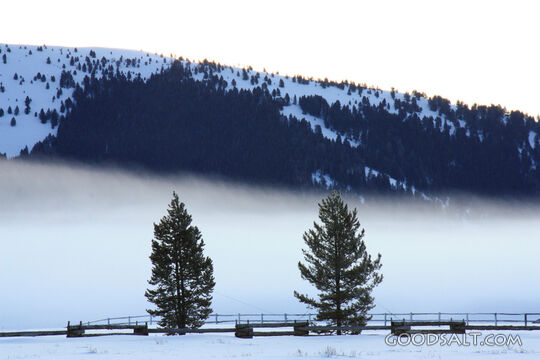 Trees in Snow and Fog