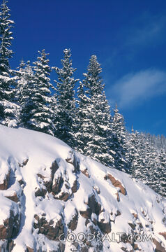 Trees in the Snow