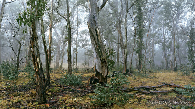 trees