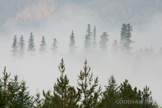 Trees Rising Up Through the Fog