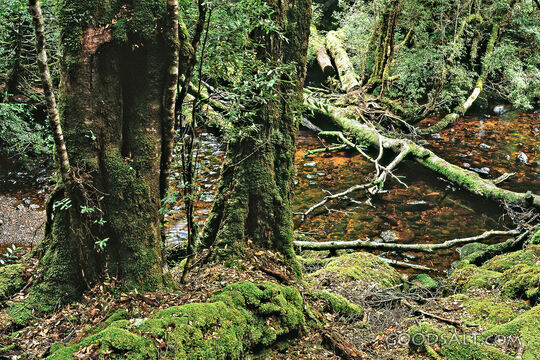 trees with moss